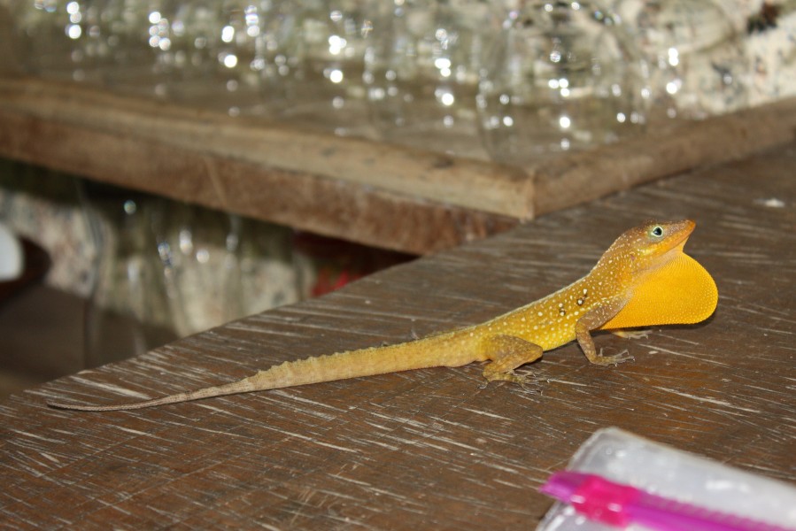 Anolis oculatus at Brandy Manor-2010-06-28-IMG 3065