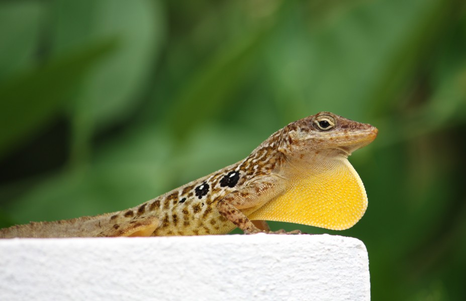 Anolis oculatus at Coulibistrie-b01