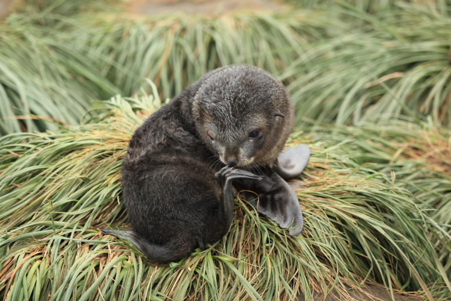 Antarctic Fur Seal pup amid Tussock Grass (5723902564)