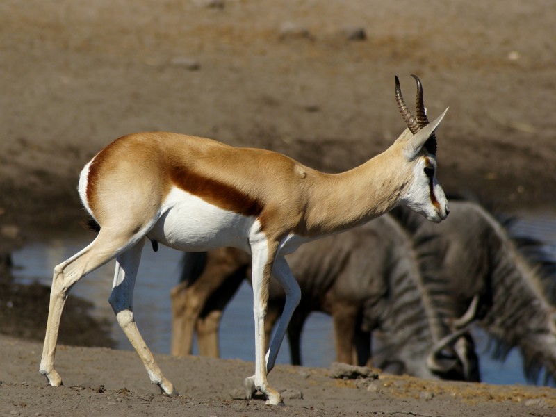 Antidorcas marsupialis