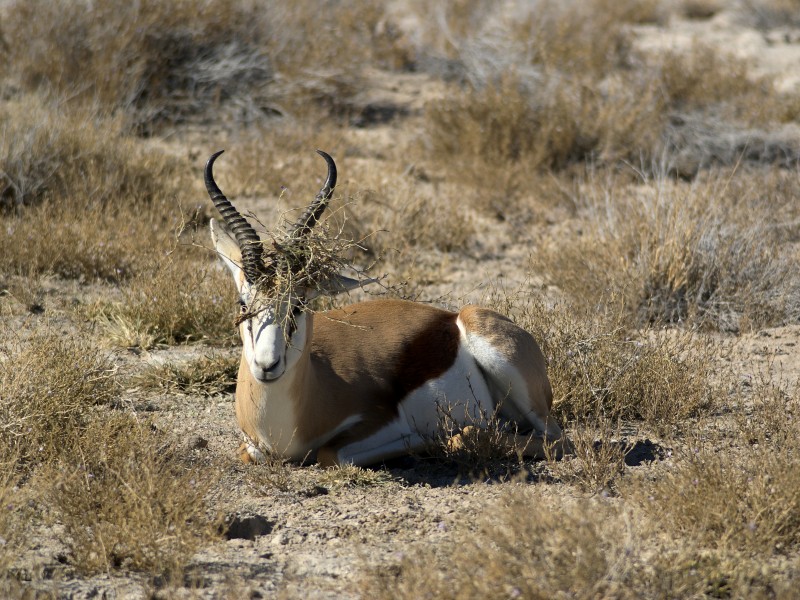 Antidorcas marsupialis (laying)