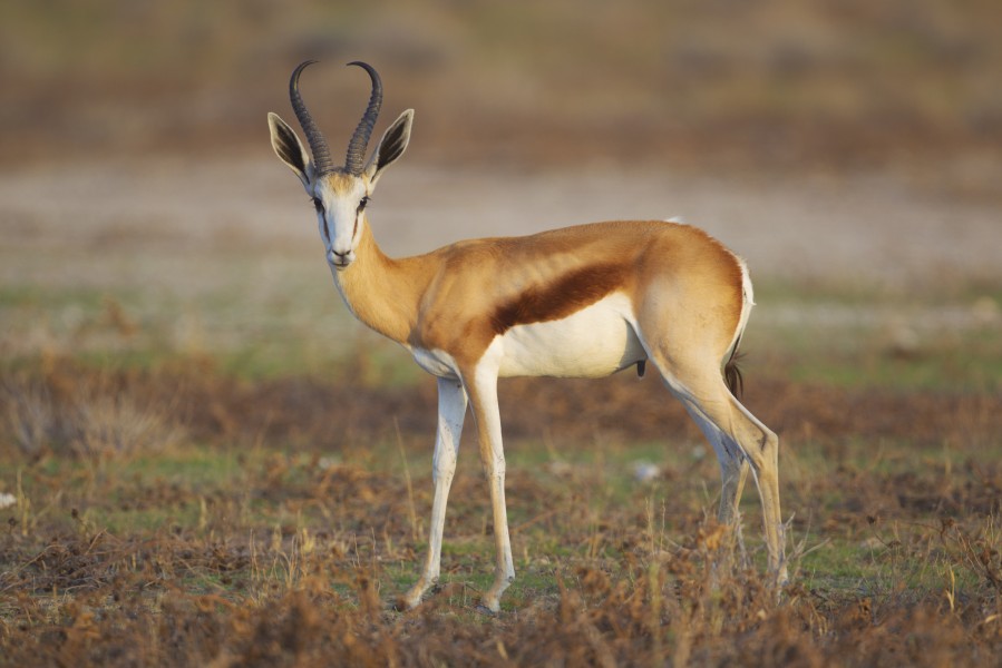 Antidorcas marsupialis, male (Etosha, 2012)