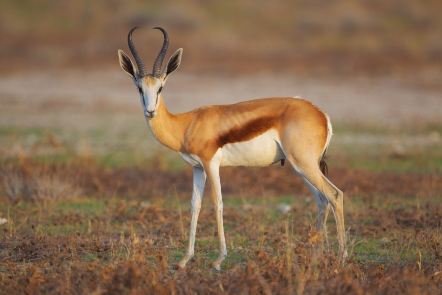 Antidorcas marsupialis, male (Etosha, 2012) Fix CA Version
