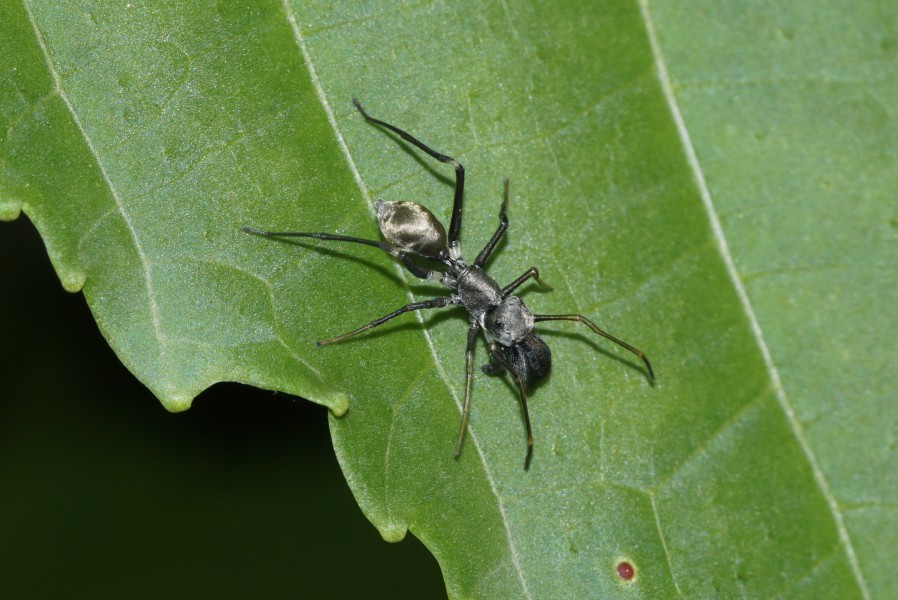 Antmimicking spider 8388