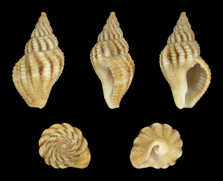 Aplus assimilis 01