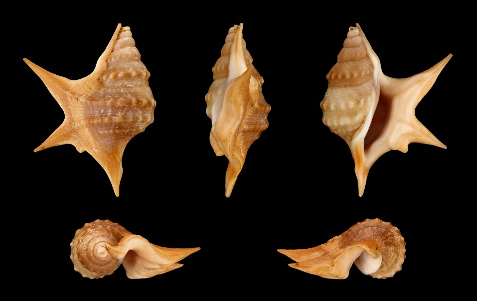 Aporrhais senegalensis 01