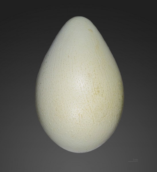 Aptenodytes forsteri MHNT