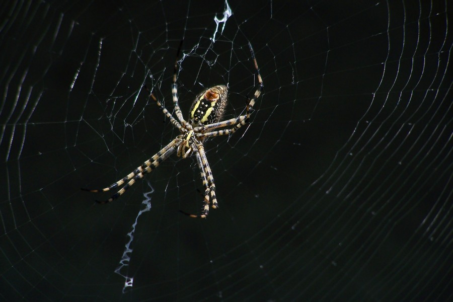 Araña