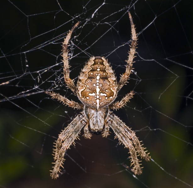 Araneus diadematus MHNT Femelle Fronton