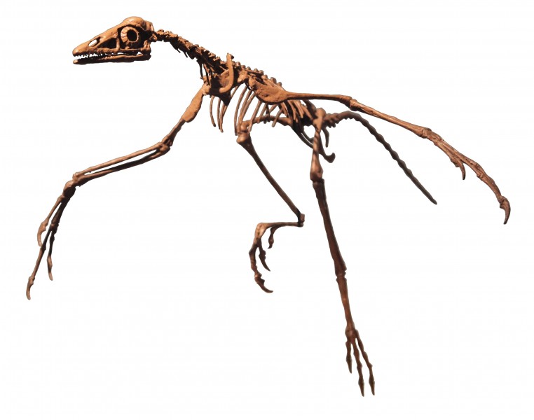 Archaeopteryx Philadelphia white background