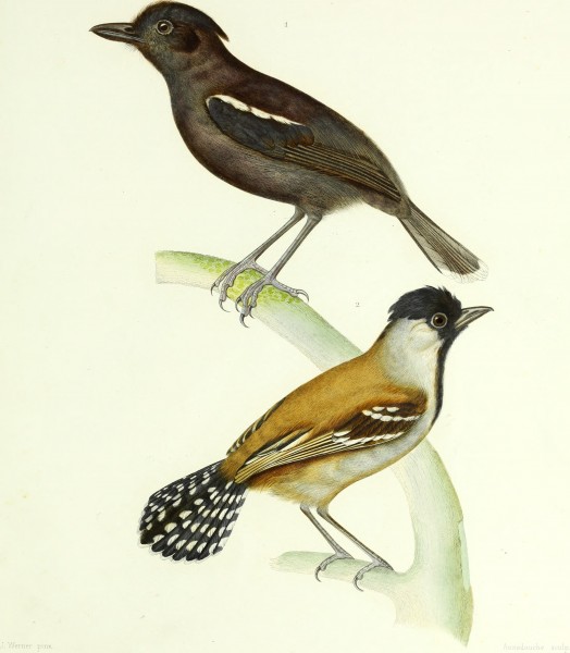 Archives du Muséum d'histoire naturelle (1836) (20138478428)