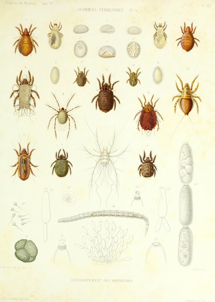 Archives du Muséum d'histoire naturelle (1836) (20332556181)