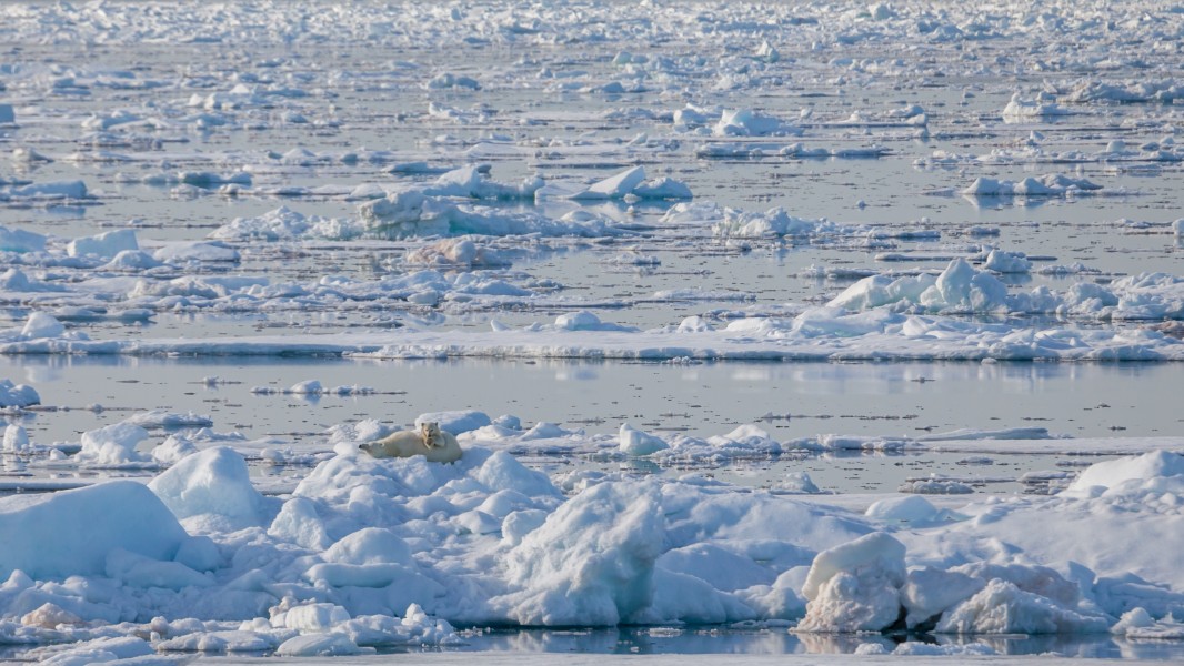 Arctic ocean drift ice, the realm of the polar bear