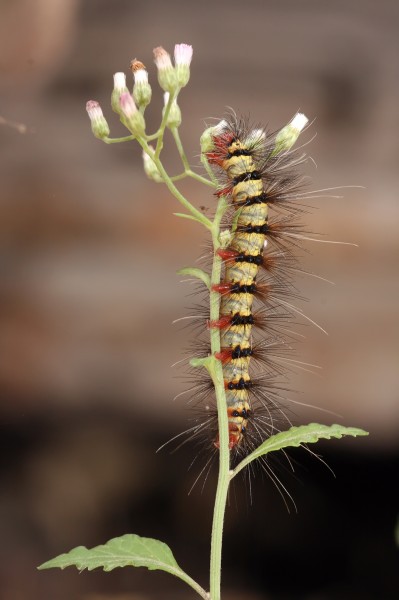 Arctiidae caterpillar