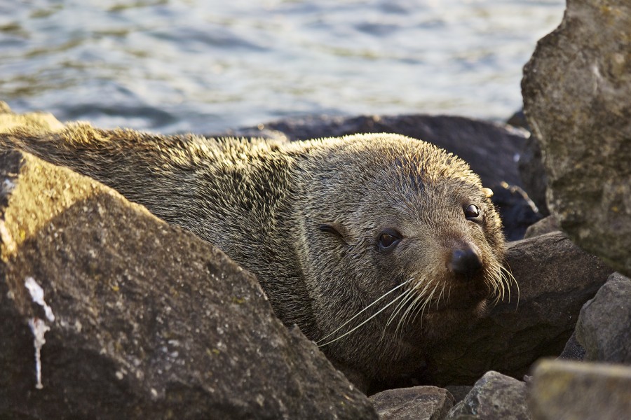 Arctocephalus forsteri LC0255