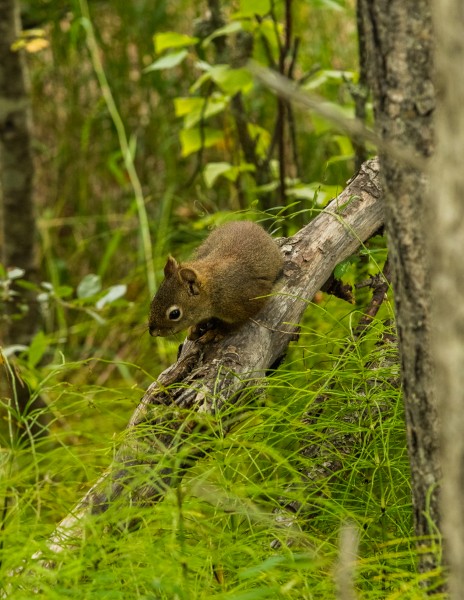 Ardilla roja americana (Tamiasciurus hudsonicus), Palmer, Alaska, Estados Unidos, 2017-08-22, DD 27