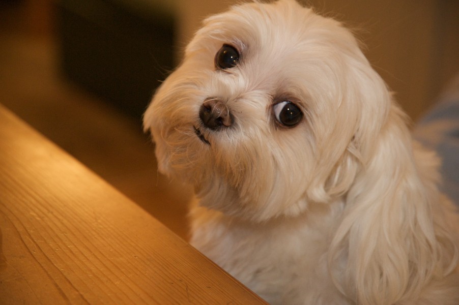 Are you sure I couldn't have just one teensy bite of your dinner?