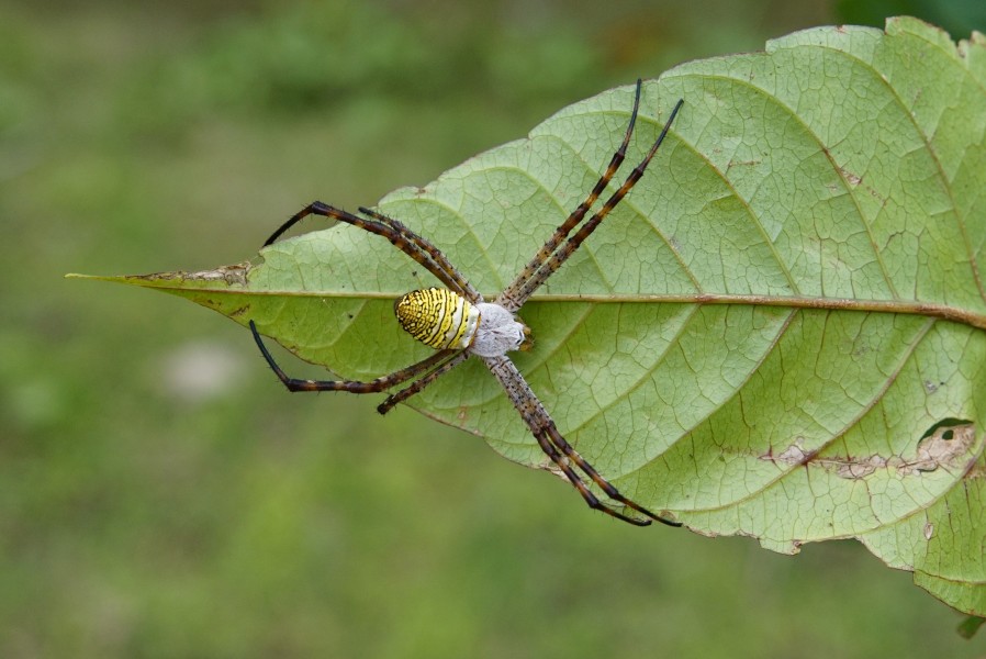 Argiope aemula- female 5600