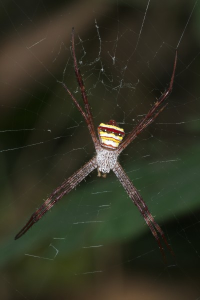 Argiope pulchella-Kadavoor-2016-03-24-001