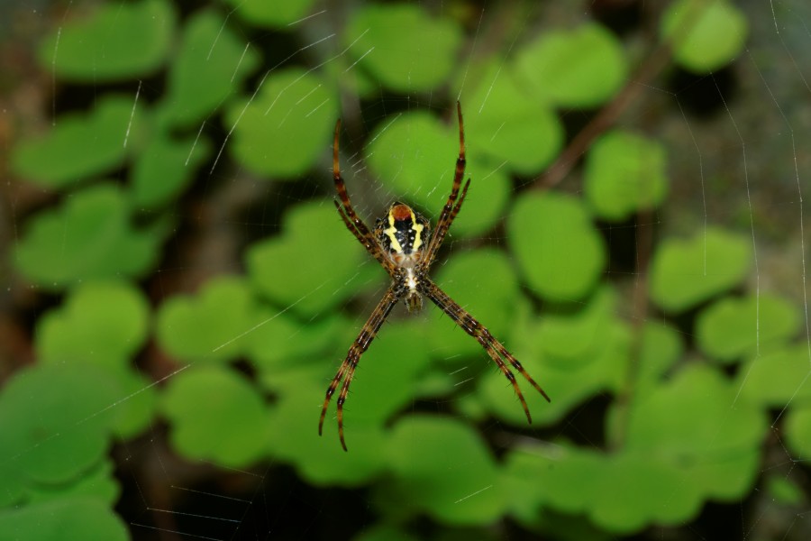 Argiope pulchella-Kadavoor-2016-07-26-001