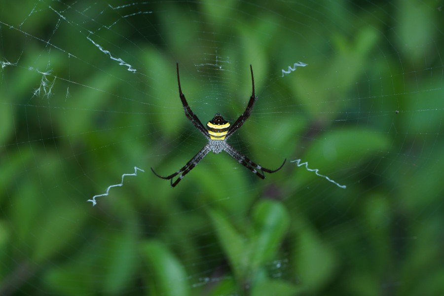 Argiope pulchella 06254