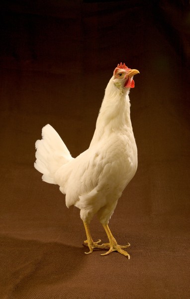 ARS-White Leghorn hen