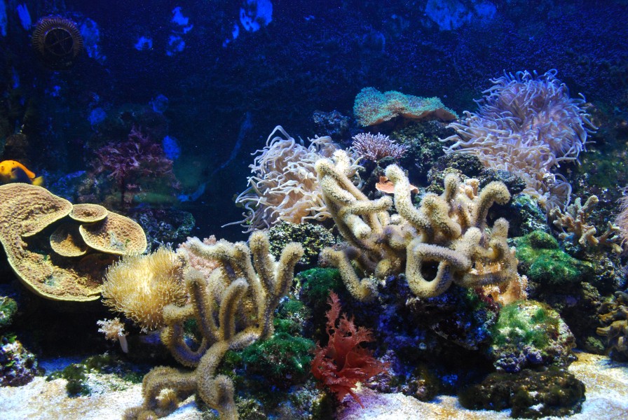 Artis Coral (3563669408)