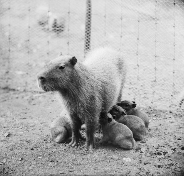 Artis-nieuws. Capibari met vijf jongen, Bestanddeelnr 912-9182
