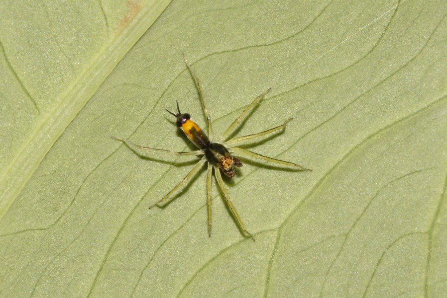 Asemonea tenuipes 5559