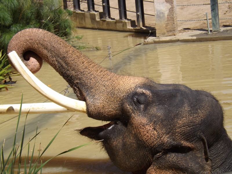 Asian Elephant 11
