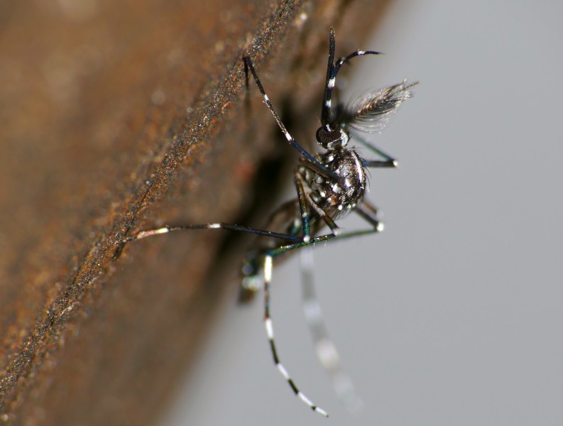 Asian Tiger Mosquito (Stegomyia albopicta) male (17301728241)