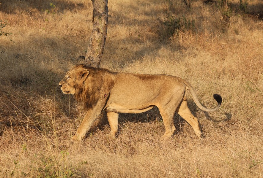 Asiatic lion 04