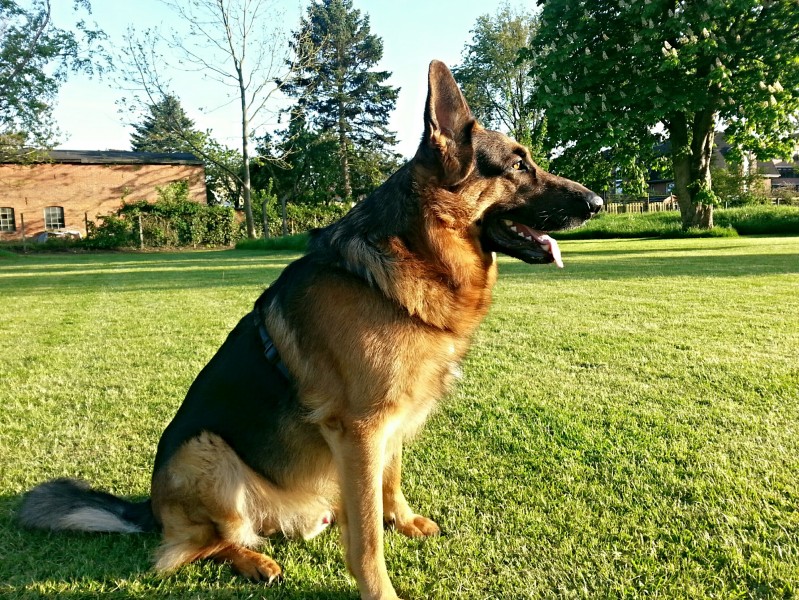 Asko