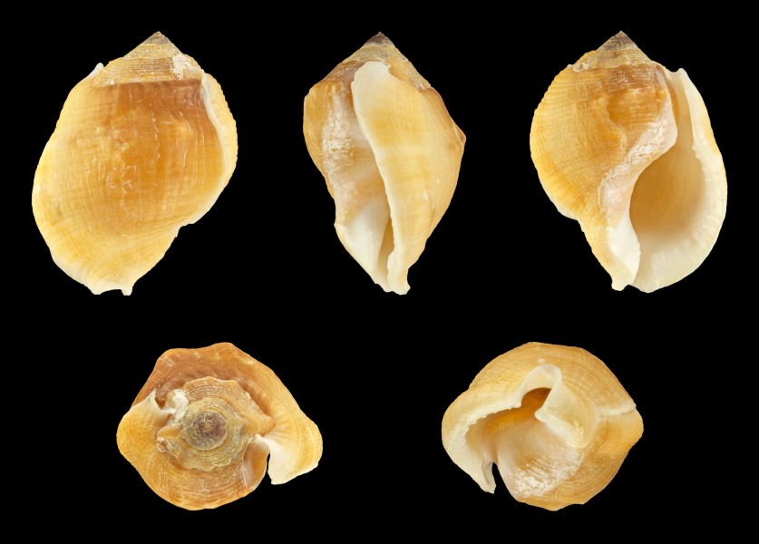 Aspa marginata 02