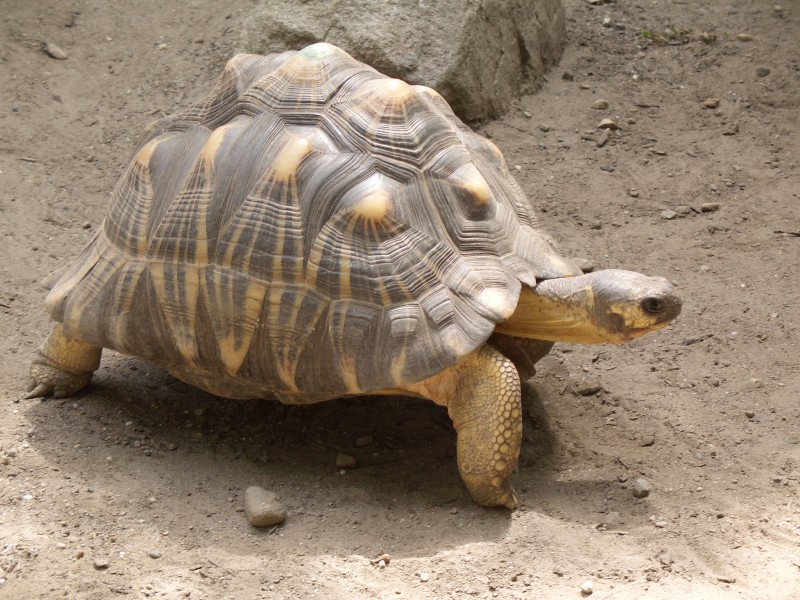 Astrochelys radiata -Roger Williams Park Zoo, USA-8a