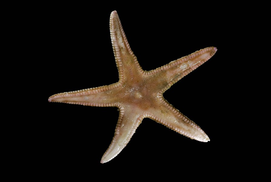 Astropecten irregularis