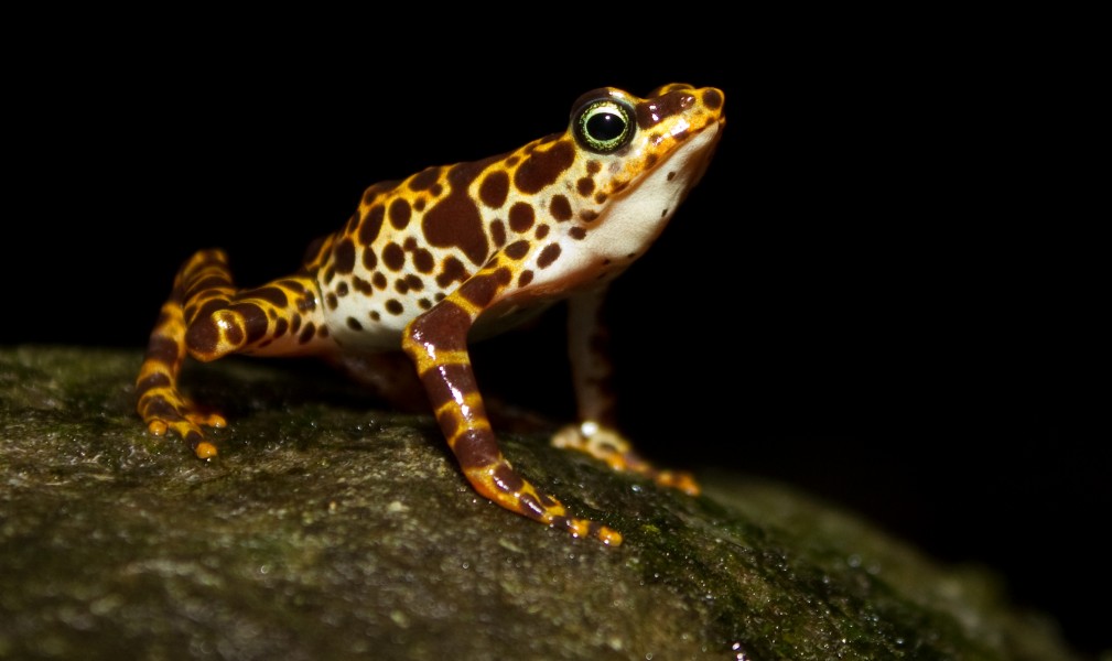 Atelopus certus calling male