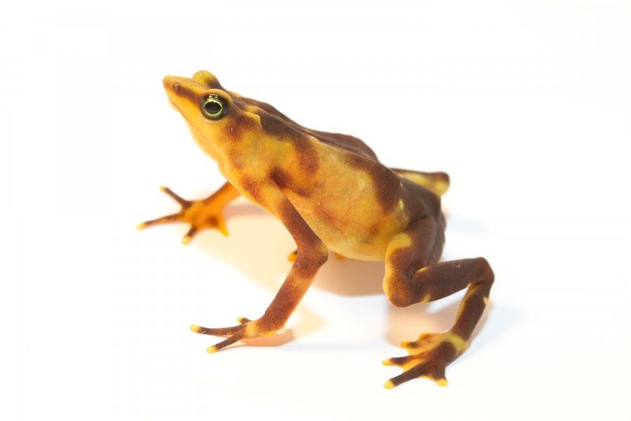 Atelopus glyphus - Pirre Harlequin frog