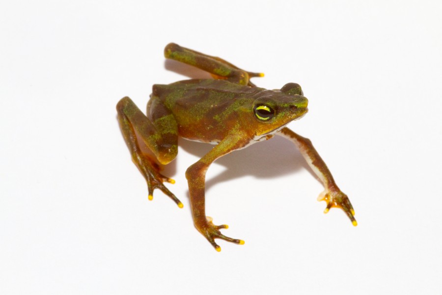 Atelopus limosus - juvenile coloration fading to brown