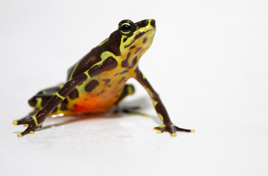 Atelopus limosus female