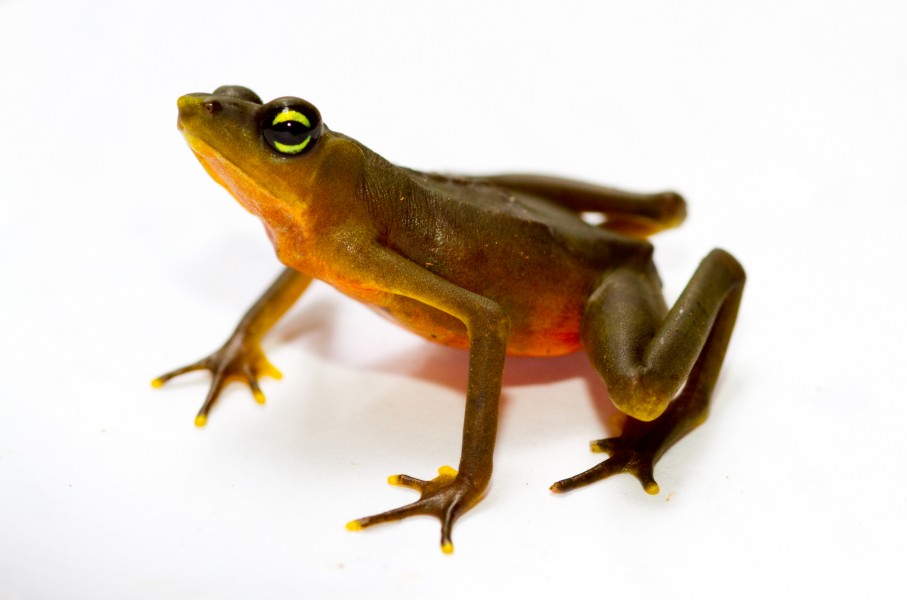 Atelopus limosus female 01
