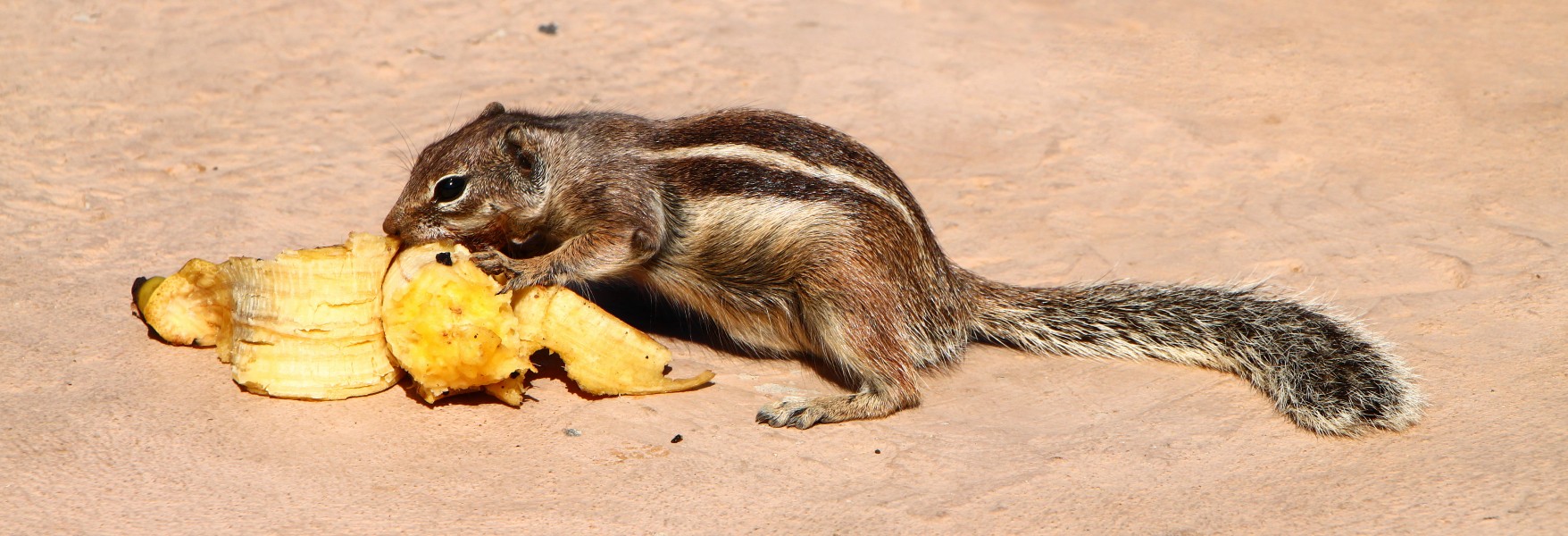 Atlantoxerus getulus - Fuerteventura