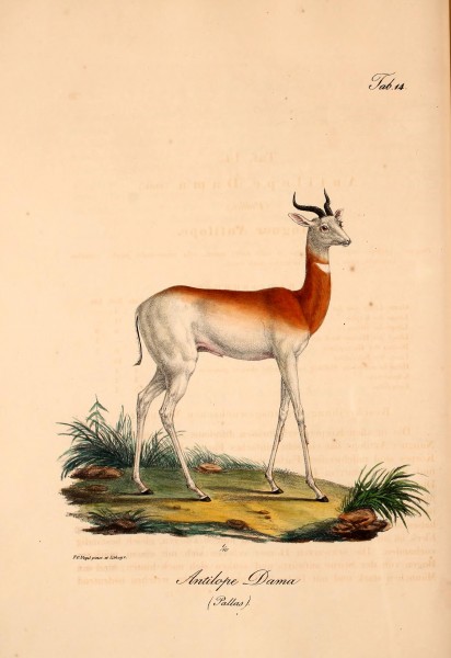 Atlas zu der Reise im nördlichen Afrika (Taf. 14) BHL37140628