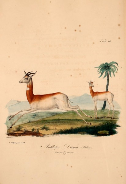 Atlas zu der Reise im nördlichen Afrika (Taf. 16) BHL37140636