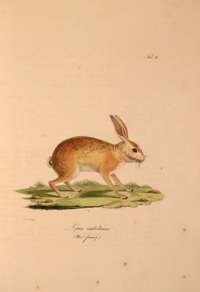 Atlas zu der Reise im nördlichen Afrika (Taf. 20) (6959183057)