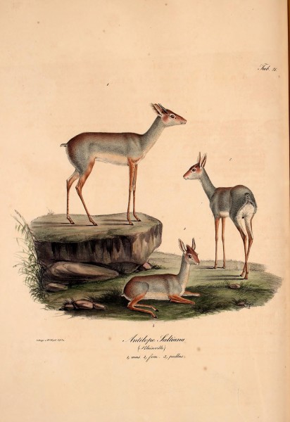 Atlas zu der Reise im nördlichen Afrika (Taf. 21) (6813072772)