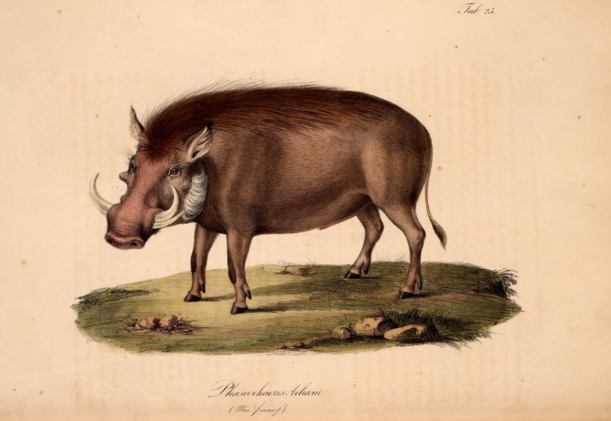 Atlas zu der Reise im nördlichen Afrika (Taf. 25) (6813075392)