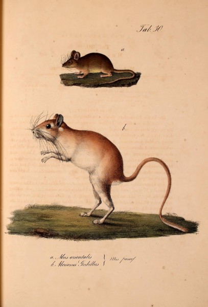 Atlas zu der Reise im nördlichen Afrika (Taf. 30 a, b) (6813078412)