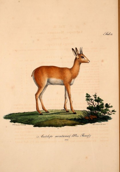 Atlas zu der Reise im nördlichen Afrika (Taf. 3) (6813061340)