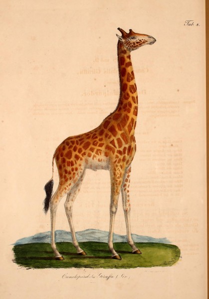 Atlas zu der Reise im nördlichen Afrika (Taf. 8) (6813064770)